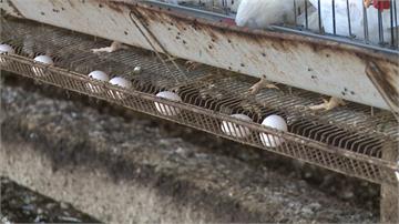 防雞農濫用芬普尼 食藥署擬訂新用藥標準