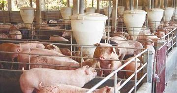 南韓江原道又爆非洲豬瘟！當局緊急撲殺2萬頭豬　農場封鎖高度戒備