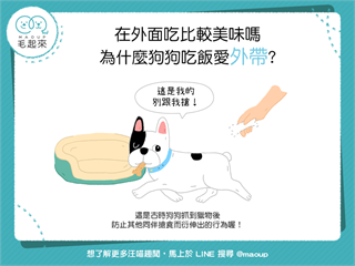 【汪汪行為學】「外帶」更美味？為什麼狗狗不愛在碗裡吃飯？