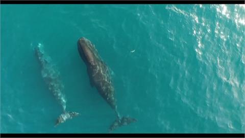 日本鯨魚肉需求減　冰島宣布2024年全面停止捕鯨