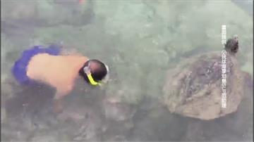 「擔心海龜擱淺幫推回海裡」遊客騷擾海龜 正義姐喝斥：想太多