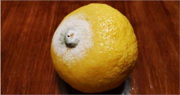 水果「削掉發霉處」還能吃？美女營養師揭菌絲早滲透整顆：省小錢賠健康