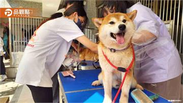 16隻柴犬遭棄養！飼主遭重罰41.5萬元列黑名單