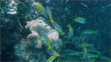 澳洲大堡礁生態浩劫 暖化嚴重珊瑚復原不易
