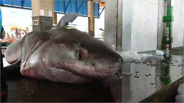 宜蘭捕懷孕大白鯊 15條生命全胎死腹中