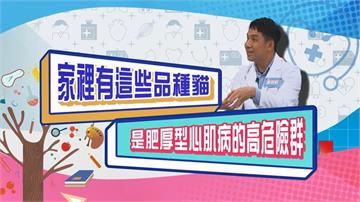 (影)／家裡有這些品種的貓 是肥厚型心肌病的高危險群？