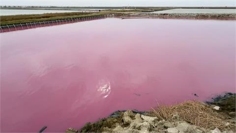 台南七股「粉紅魚塭」爆紅　「光合菌」改善水質和土壤