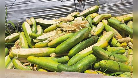 豪雨影響！土壤鬆動刺瓜棚全倒　泡水爛光損失慘重