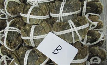 中國「大閘蟹」爆禁藥!今年叩關首批違規   食藥署擋下4千公斤