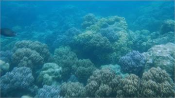 大堡礁岌岌可危！澳洲未來前景降至「最低等級」