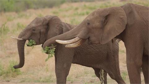 大象肢體語言解密　問候方式多達20種