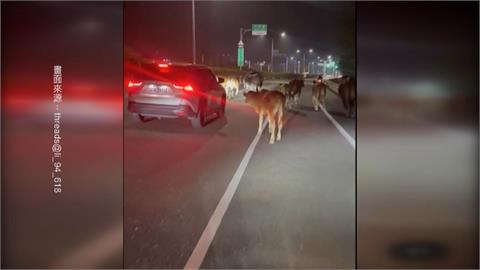 潮州奔牛節？　整群牛牛路上狂奔　警找到飼主要開罰