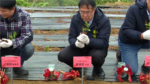 台南市府與業者合作規劃15公頃茶園　市長黃偉哲：開創另一個春天