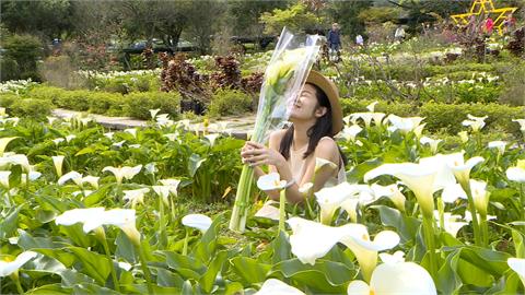 「竹子湖海芋季」白色情人節登場　首度串聯繡球花季浪漫破表