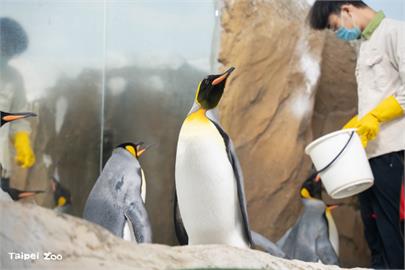 台北市立動物園放暑假！「這10天」暫時閉園　大小朋友勿撲空