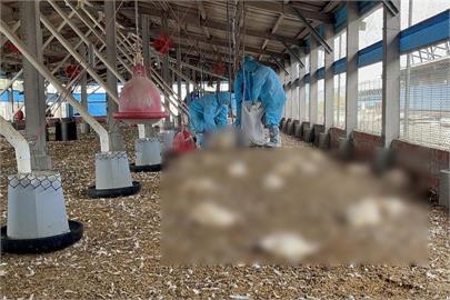 彰化大城1土雞場確診禽流感　9,674土雞遭撲殺