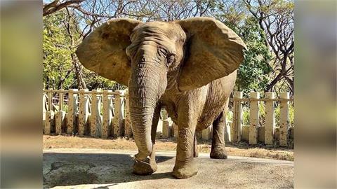 快新聞／壽山動物園「非洲象阿里」離世　享年52歲