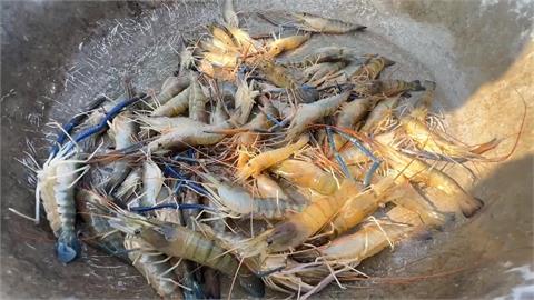 泰國蝦產量大減！1斤要價近400元　產量大減「原因」曝