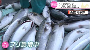 海水暖化釀魚類棲息海域變化 「烏賊城」函館改推鰤魚產品