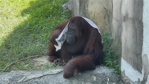 炎炎夏日民眾戲水消暑　壽山動物園猩猩「消暑行為」超像人類