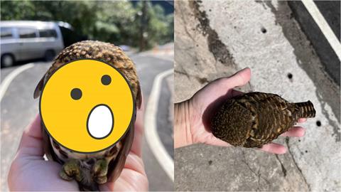 車停路邊「憤怒鳥」車頂霸位！畫面流出「超萌一粒」私下真面目超凶猛