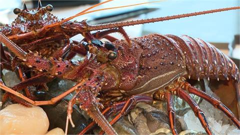 快新聞／澳洲龍蝦輸了！台灣進口市場出現新霸主　饕客愛上「這國家」龍蝦