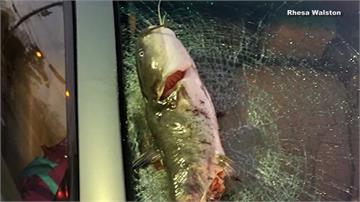 碰！大鯰魚從天而降 砸破汽車擋風玻璃
