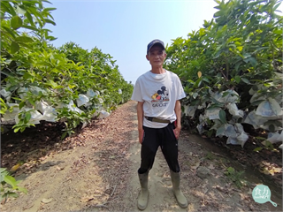 躺著收成的蓮霧隱形冠軍！年均21口貨櫃的外銷量 高雄頂級蜜蓮霧虧損3000萬後重新盤整再出發