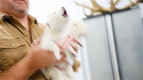 美生技公司號稱「復活史前動物」　未提供證據引學界質疑