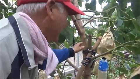抗颱拚經濟！彰化農民急固果樹　南投櫛瓜農急搶收即刻運出