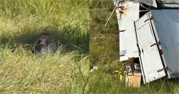 卡車意外翻覆「6實驗猴逃脫」 美警:身上帶有3病毒且有攻擊性