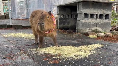 惡劣！宜蘭1農場遭同業下毒「3動物暴斃」嫌遭起訴　受害園區回應了