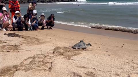 遭魚網纏繞受傷擱淺　２海龜經救治今野放大海民眾相送