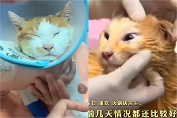 重慶火鍋店「天降貓咪」！砸進麻辣鍋搶救多天不治