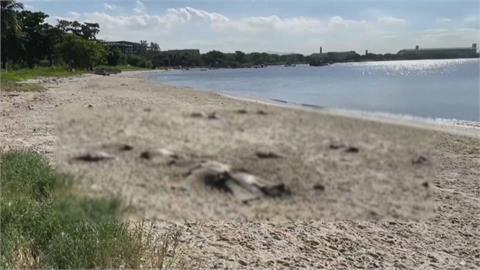 巴西海灘驚見大批魟魚屍體！　研判「海洋推土機」釀禍