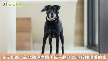 多元認養！新北動保處攜手統一超商 為毛孩找溫暖的家