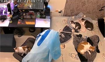 宜蘭強震毛孩反應曝光　影片釣出一票貓奴：真的會心疼