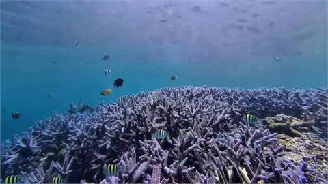 澎湖七美島珊瑚保衛戰! 棘冠海星大爆發釀生態浩劫