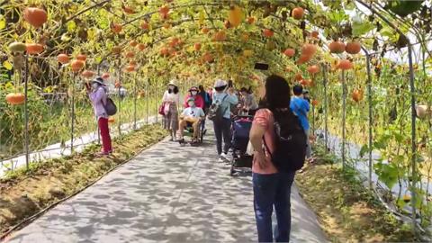 苗栗造橋２００米「南瓜隧道」　６０多種造型南瓜遊客朝聖賞瓜