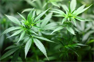娛樂用掰掰？泰國擬限大麻為醫療專用　最快40天內上路