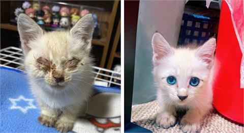 小奶貓「雙眼潰爛」路邊瀕死！1個月後竟變身「藍眼天使貓」感動萬人