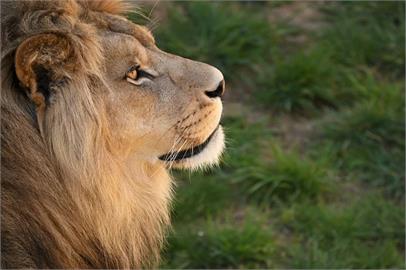 南非獅子突抓狂「72歲保育員」遭咬拖行！遊客尖叫驚悚30秒影片曝