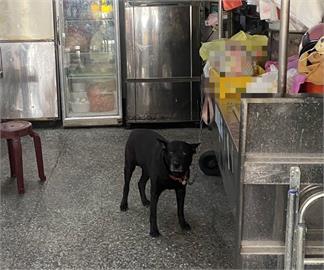 台中衰男騎車被狗咬！對飼主怒吼「走哪是我權利」遭嗆：牠怎麼咬你也是自由