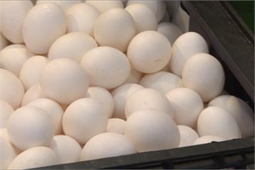芬普尼雞蛋衝擊大 產地1台斤跌到20.5元