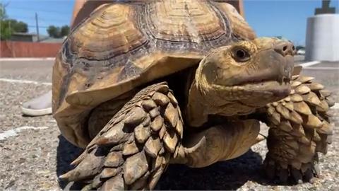 家中「蘇卡達象龜」突落跑　美國飼主急上網求助真找回