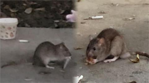 除鼠！北市「安鼠之亂」延燒　第一線抓鼠公司近期電話接不完