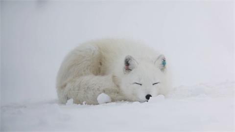 「北極狐」面臨挨餓危機！　挪威政府砸３０萬美元增設飼料站