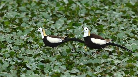 人口老化+缺工　官田菱角栽種面積銳減　衝擊水雉復育