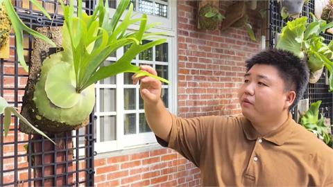 鹿角蕨結合奇木成藝品　三義青年開啟斜槓人生
