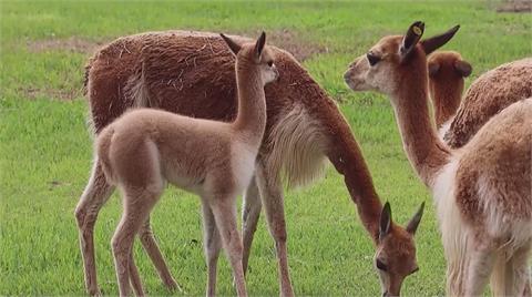 祕魯動物園喜迎新生小動物　「寶寶黏著媽媽」模樣可愛